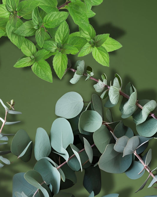 Relax, Beautiful Pamper Me Trio